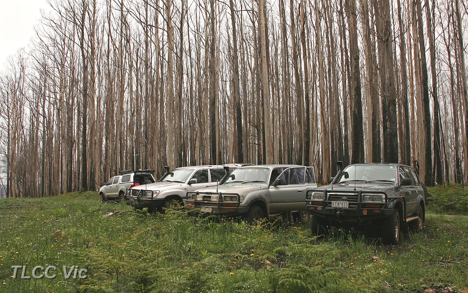 03-Burnt trees at Mt Strickland summit.JPG
